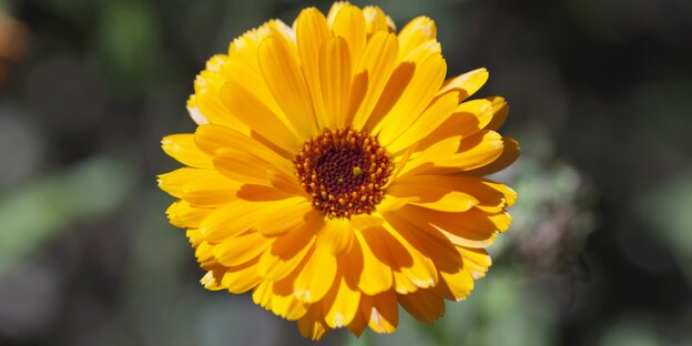 Gelbe Ringelblume Gelbe Ringelblume
