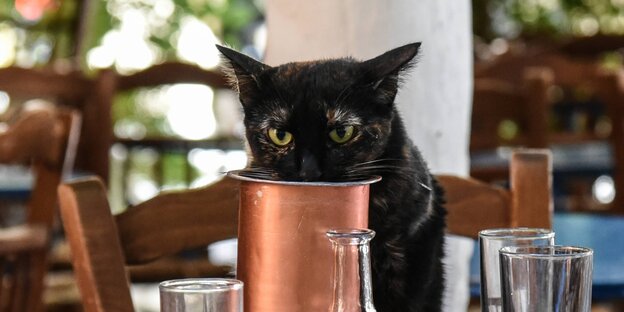 Eine Katze trinkt aus einem Becher Eine Katze trinkt aus einem Becher
