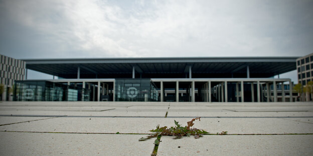 Vor dem Berliner Flughafen BER wächst Unkraut Vor dem Berliner Flughafen BER wächst Unkraut