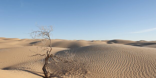 Sanddüne Sanddüne