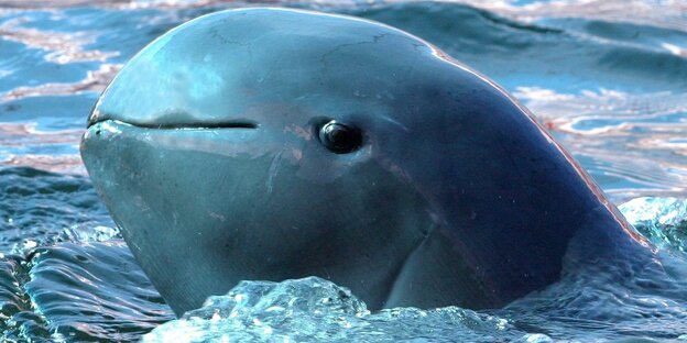 Ein Delfin im Wasser Ein Delfin im Wasser
