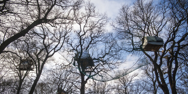 Baumhäuser in den Bäumen des Hambacher Forstes, Kamera fängt sie von unten ein Baumhäuser in den Bäumen des Hambacher Forstes, Kamera fängt sie von unten ein