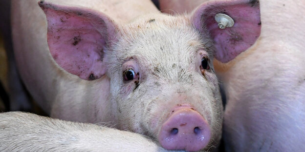 Schweine stehen in einem Stall Schweine stehen in einem Stall