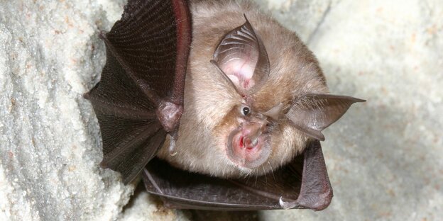 Eine kleine lustige Fledermaus Eine kleine lustige Fledermaus