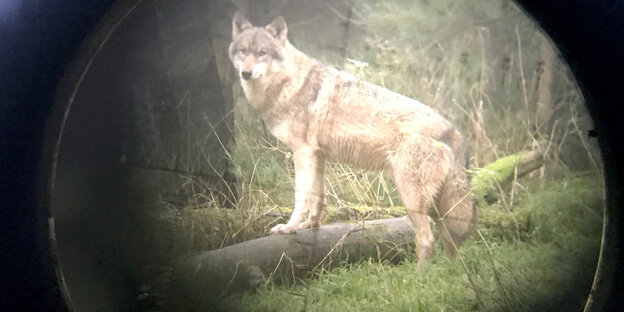Ein Wolf steht im Wildpark Eekholt (Fotografiert durch ein Zielfernrohr). Ein Wolf steht im Wildpark Eekholt (Fotografiert durch ein Zielfernrohr).