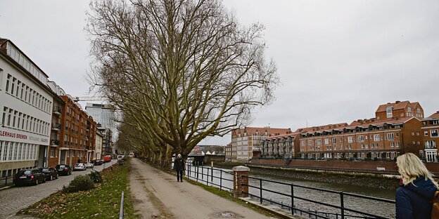 Die umstrittene Platanen-Reihe an der Weser. Die umstrittene Platanen-Reihe an der Weser.