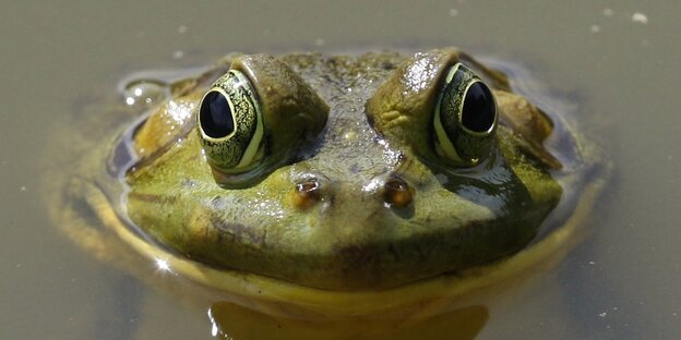 Ein Frosch in einem Teich Ein Frosch in einem Teich
