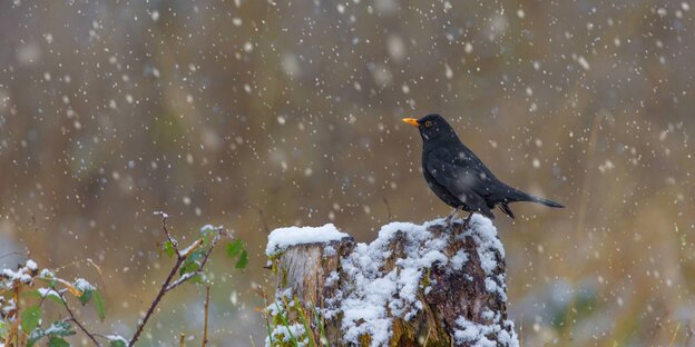 Vogel im Schnee Vogel im Schnee