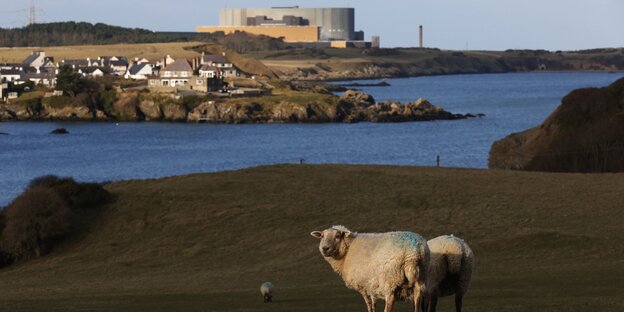 Bestehende Atomanlage mit Schaf in Wylfa Bestehende Atomanlage mit Schaf in Wylfa