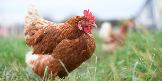 Ein Huhn Ein Huhn