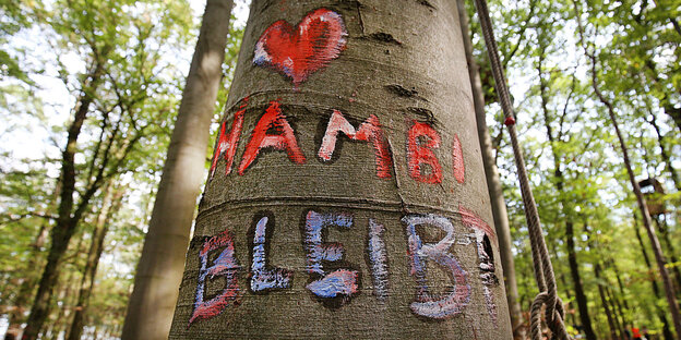 Ein Baum im Hambacher Forst, in dessen Rinde "Hambi bleibt" geritzt ist Ein Baum im Hambacher Forst, in dessen Rinde "Hambi bleibt" geritzt ist