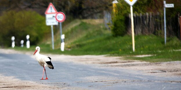 Ein Storch läuft über eine Straße Ein Storch läuft über eine Straße