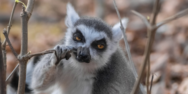Ein Lemur schaut grimmig drein