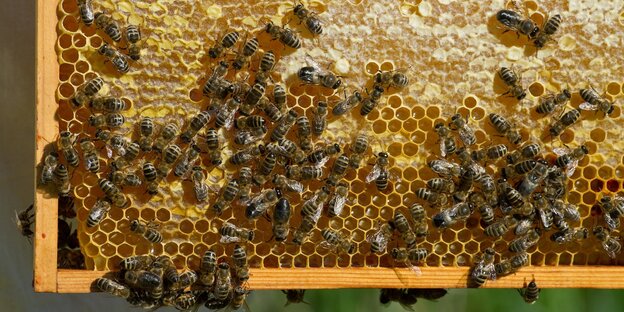 Bienen auf einer Wabe Bienen auf einer Wabe