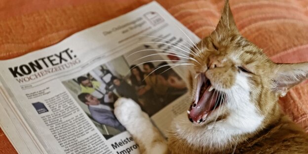 Auf einer "Kontext Wochenzeitung" liegt eine Katze