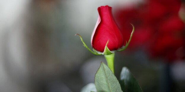 Eine Rosenknospe Eine Rosenknospe