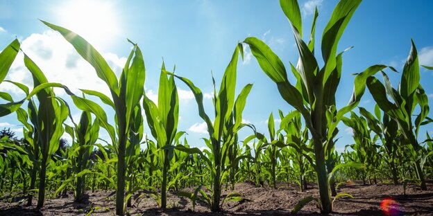 Maispflanzen wachsen auf einem Feld Maispflanzen wachsen auf einem Feld
