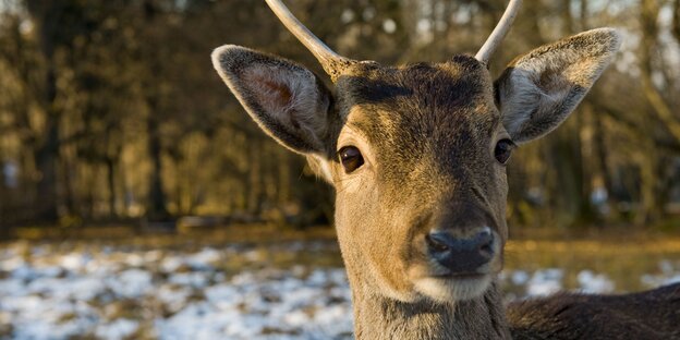 Ein junger Hirsch