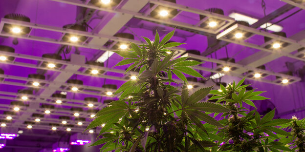cannabis pflanze im gewächshaus cannabis pflanze im gewächshaus