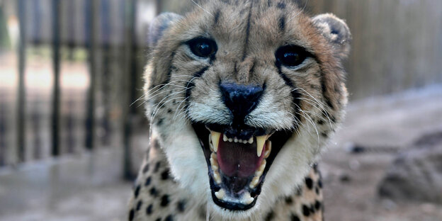 Ein brüllender Gepard. Ein brüllender Gepard.