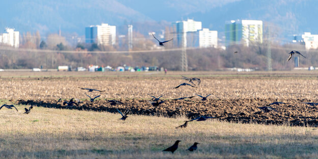 Vögel fliegen über einen Acker. Dahinter stehen Wohnblocks