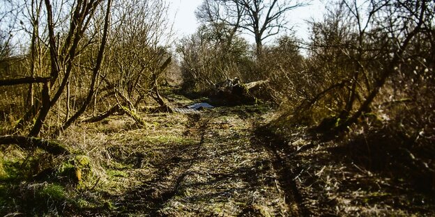 Ein Feldweg führt durch den Vollhöfner Wald.