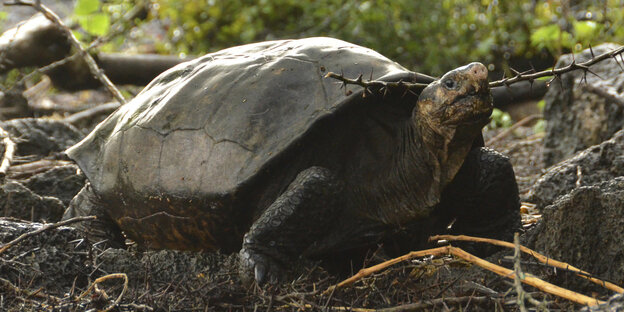 Eine Schildkröte knabbert an einem Ast Eine Schildkröte knabbert an einem Ast