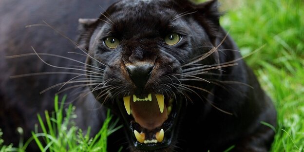 Ein fauchender Schwarzer Panther Ein fauchender Schwarzer Panther