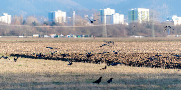 Vögel fliegen über einen Acker, im Hintergrund sind Hochhäuser. Dort soll der neue Freiburger Stadtteil Dietenbach entstehen.