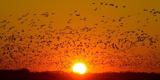 Roter Himmel mit Sonnenuntergang und ein Vogelschwarm von Wildgänsen Roter Himmel mit Sonnenuntergang und ein Vogelschwarm von Wildgänsen