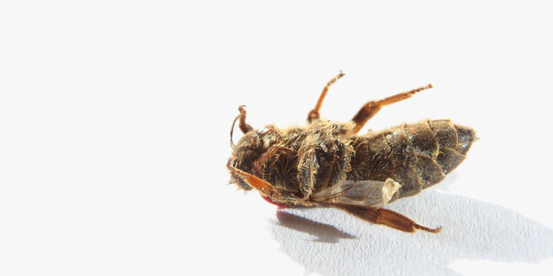 Eine tote Biene auf weißem Grund Eine tote Biene auf weißem Grund