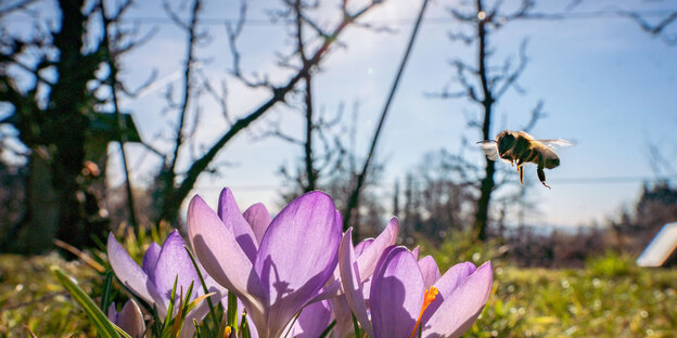 Biene und Krokusse Biene und Krokusse