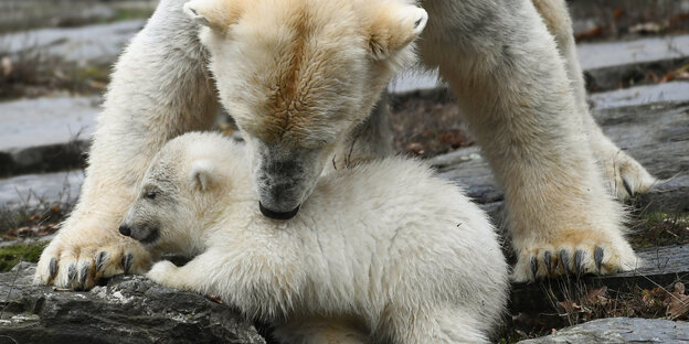 Eisbärmutter Tonja mit ihrem drei Monate alten Nachwuchs im Tierpark Eisbärmutter Tonja mit ihrem drei Monate alten Nachwuchs im Tierpark