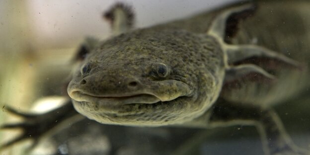 Die mexikanische Variante des Molchs: Axolotl Die mexikanische Variante des Molchs: Axolotl