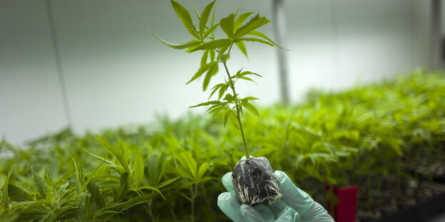 Eine Hand in Handschuh hält eine Hanfpflanze in einem Gewächshaus für medizinisches Cannabis Eine Hand in Handschuh hält eine Hanfpflanze in einem Gewächshaus für medizinisches Cannabis