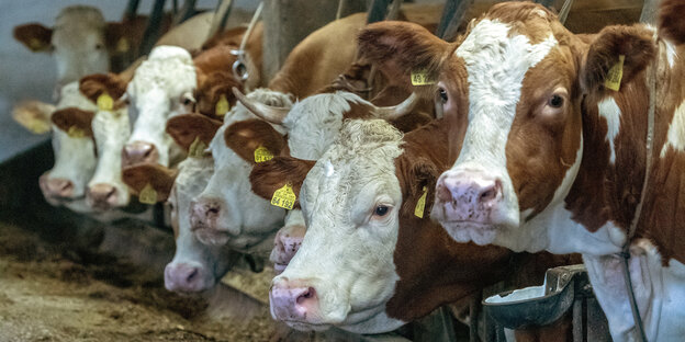 Braun-weiße Kühe stehen in einem Stall Braun-weiße Kühe stehen in einem Stall