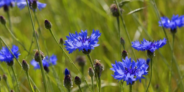 Mehrere blaue Kornblumen auf einem Feld