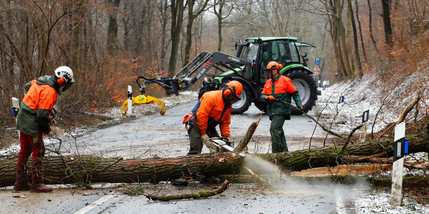 Drei Waldarbeiter zersägen einen auf die Straße gefallenen Baum Drei Waldarbeiter zersägen einen auf die Straße gefallenen Baum
