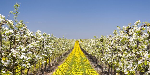 Blühende Obstbäume Blühende Obstbäume