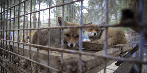 Die Tiere verlassen den Rafah Zoo in Gaza für immer