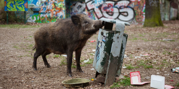 Wildschwein am Müllkkorb Wildschwein am Müllkkorb
