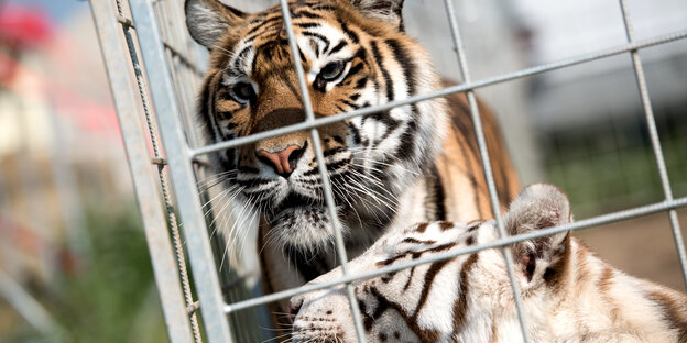 Ein Tiger schaut durch ein Gitter seines Geheges Ein Tiger schaut durch ein Gitter seines Geheges