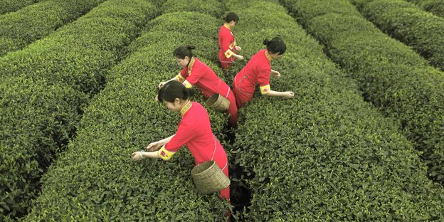Teepflückerinnen in roter Einheitskleidung in einer grünen Teeplantage Teepflückerinnen in roter Einheitskleidung in einer grünen Teeplantage