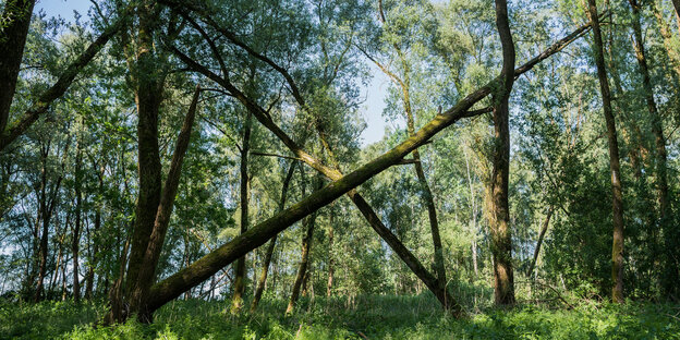 Der Vollhöfner Wald