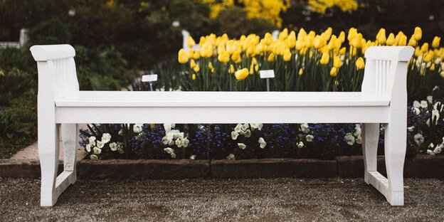 Eine weiße Bank vor gelben Tulpen Eine weiße Bank vor gelben Tulpen