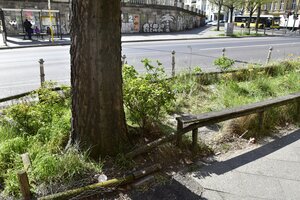 Der Baum, an dem sich der Unfall ereignete Der Baum, an dem sich der Unfall ereignete