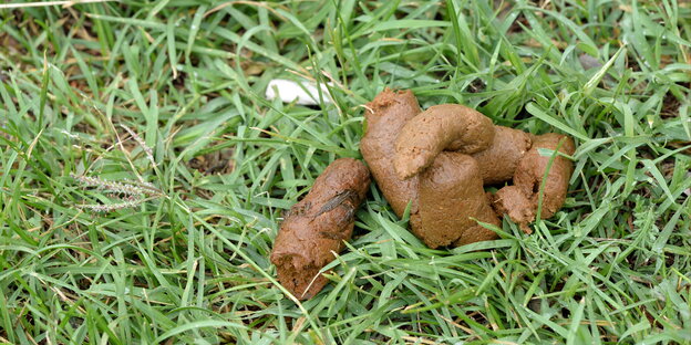Hundekot auf einer Wiese Hundekot auf einer Wiese