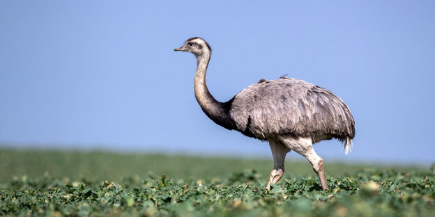 Nandu läuft über ein Rapsfeld Nandu läuft über ein Rapsfeld