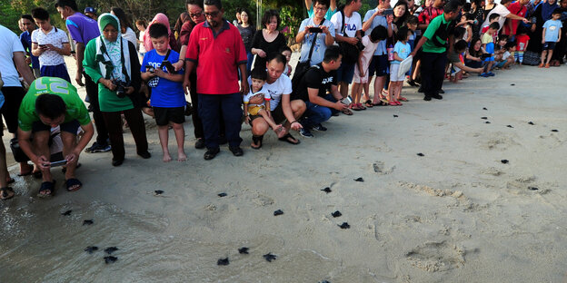 Einheimische beobachten Babyschildkröten am Strand von Malaysia Einheimische beobachten Babyschildkröten am Strand von Malaysia