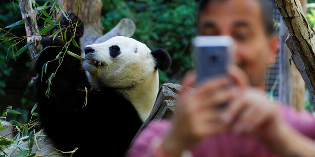 Ein Panda wird fotografiert Ein Panda wird fotografiert